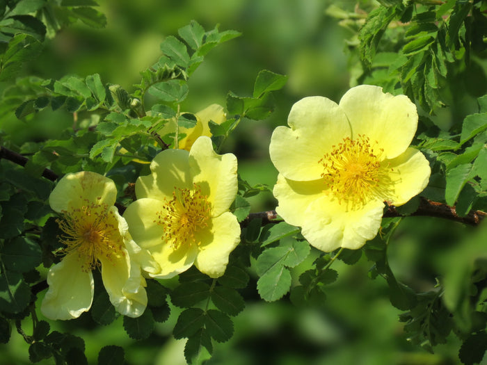 Yellow Rose  20 Seeds  Rosa xanthina