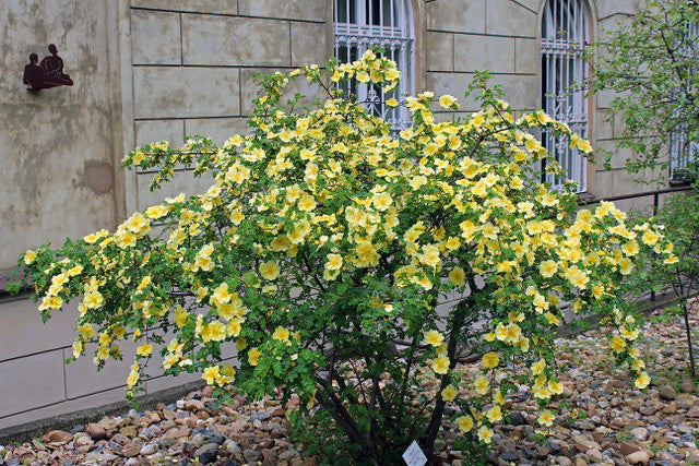 Yellow Rose  20 Seeds  Rosa xanthina