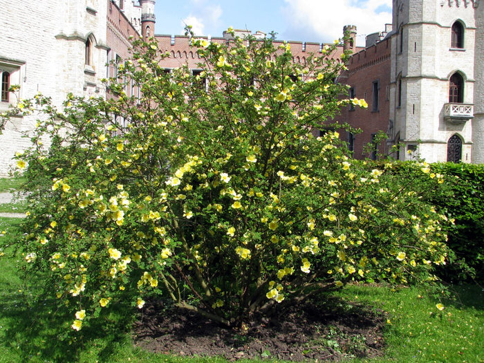 Yellow Rose  20 Seeds  Rosa xanthina