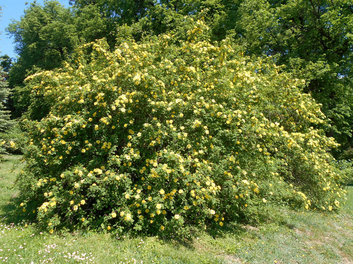 Yellow Rose  20 Seeds  Rosa xanthina