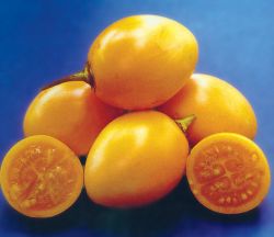 Yellow Tamarillo   10 Seeds   Tree Tomato   Cyphomandra betacea
