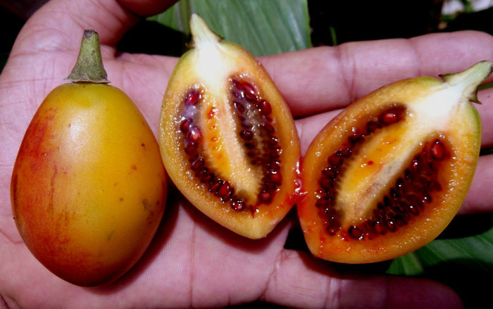 Yellow Tamarillo   10 Seeds   Tree Tomato   Cyphomandra betacea
