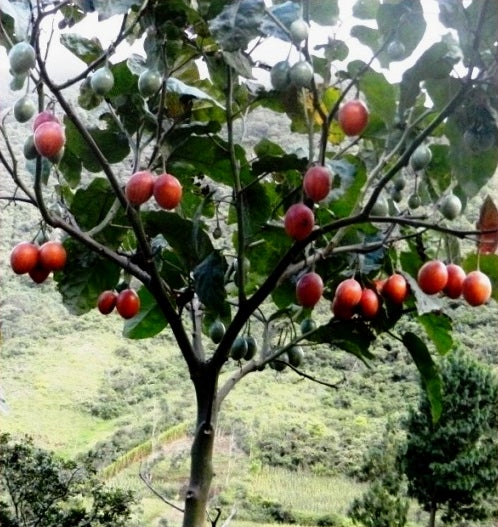 Yellow Tamarillo   10 Seeds   Tree Tomato   Cyphomandra betacea