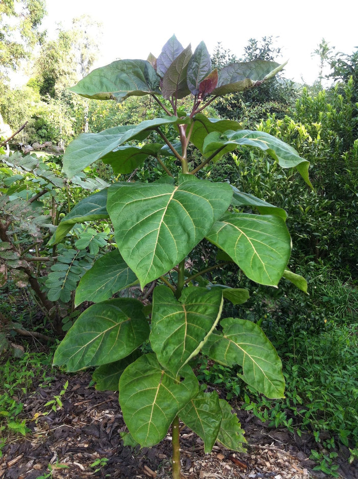Yellow Tamarillo   10 Seeds   Tree Tomato   Cyphomandra betacea