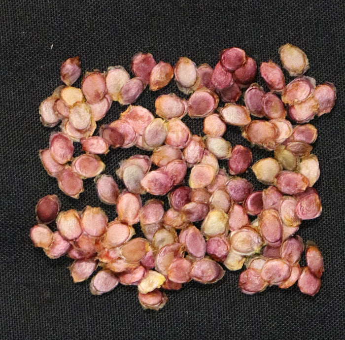 Yellow Tamarillo   10 Seeds   Tree Tomato   Cyphomandra betacea
