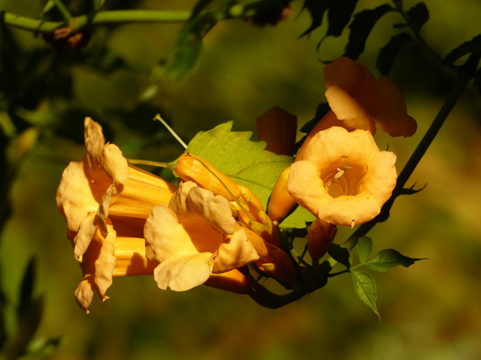 Yellow Trumpet Vine  Campsis radicans 10 Seeds