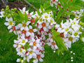 Yellowhorn Xanthoceras sorbifolium 10 Seeds