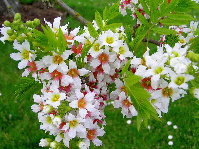 Yellowhorn Xanthoceras sorbifolium 10 Seeds
