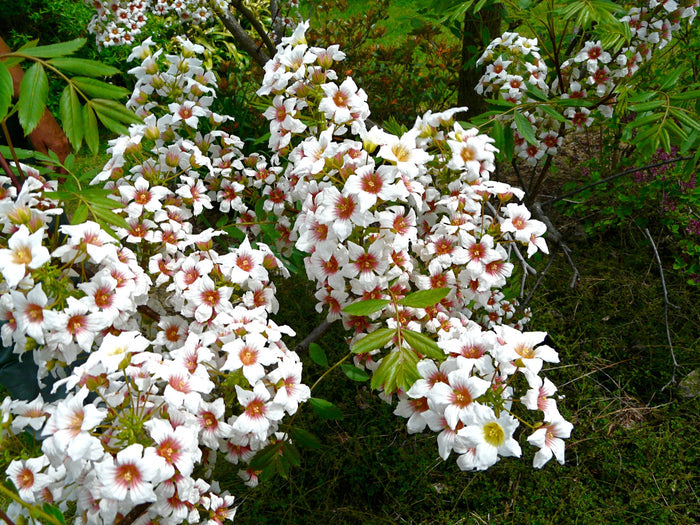 Yellowhorn Xanthoceras sorbifolium 10 Seeds